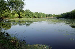 Wetland with lillies of Keoladeo Ghana N.P