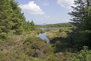 Wetland & pine forest near Torbeg Isle of Arran