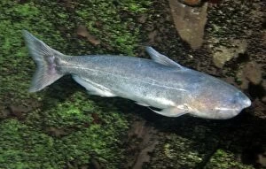 Fresh Water Collection: Whale Catfish, tropical freshwaters, South America. This species is a shoaling, aggressive carnivore