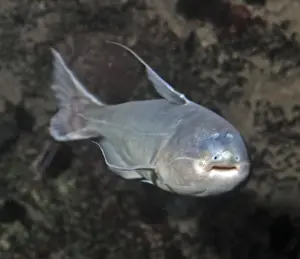 Whale Catfish, tropical freshwaters, South America. This species is a shoaling, aggressive carnivore, biting other fish. It also parasitises catfish gills and river dolphins, entering their various orifices