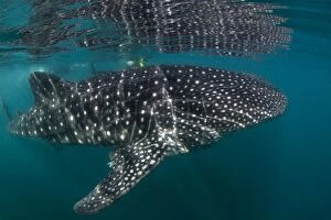 Images Dated 23rd August 2012: Whale Shark