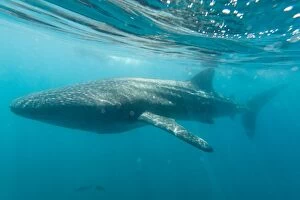 Baja California Gallery: Whale Shark
