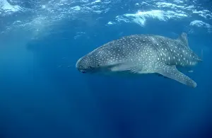 Whale Shark