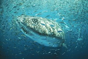 Whale Shark - In baitball, fish shoal