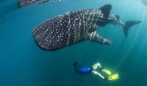 Images Dated 23rd August 2012: Whale Shark - with diver