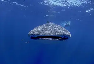 Divers Prints: Whale Shark with diver. Facing camera. Walhai, Indian ocean, Mozambique, Africa