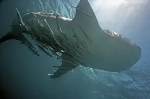 Remora Prints: Whale Shark - with dozens of sucker fish (Remora remora) Ningaloo Reef, West Australia