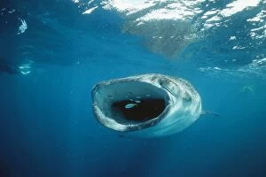 Sharks Collection: Whale Shark - feeding, front view, mouth open, with divers. Ningaloo Reef, Western Australia