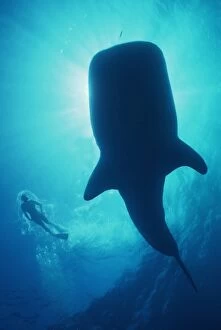 Stand Out Collection: Whale Shark - Large Whale shark in silhouette with snorkeller. Ningaloo reef, Western Australia