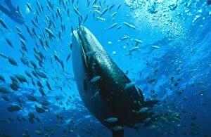Whale shark - may grow to 18 metres and weigh 40, 000 kilograms