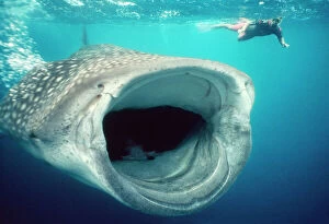 Mouths Collection: Whale Shark - mouth open feeding, & diver. Australia. Worldwide