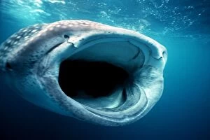 Whale SHARK - mouth open for filter feeding