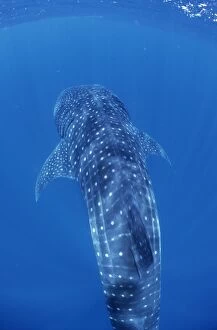 Images Dated 30th June 2009: Whale Shark - Mozambique