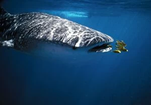 WHALE SHARK - with pilot fish