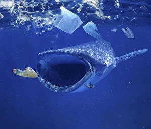 Pollution Gallery: Whale shark, Rhincodon typus, feeding in the midle