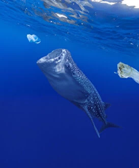 Eat Plastic Gallery: Whale shark, Rhincodon typus, feeding near plastic