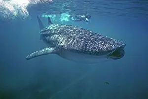 Size Prints: Whale Shark - Ron Taylor filming a giant Whale shark. Ningaloo Reef, West Australia