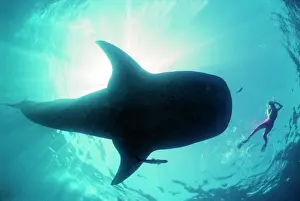 Size Prints: Whale shark - Shark in silhouette with snorkeller Ningaloo reef, Western Australia