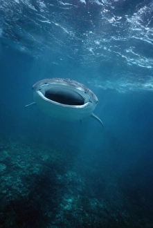 Whale Shark
