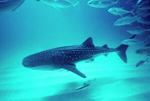 Whale Shark - Shark is swimming near the bottom in 24m. School of Trevally are following the shark