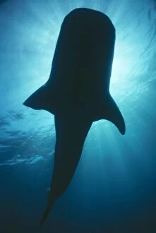 Whale Shark - Silhouette