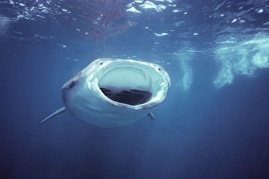 Whale Shark - Swimming near the surface, shark is filter feeding on small marine life