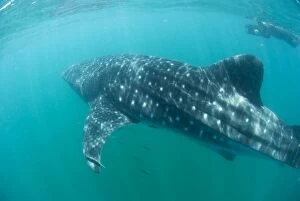 Images Dated 29th February 2008: Whale Shark - with tourist