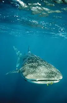 Co Operation Prints: Whale Shark Front view. Ningaloo Reef, W. Australia