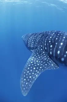 Whale Shark Walhai, Indian ocean, Mozambique