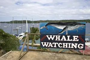 Whale watching advertisement near the harbour at Neiafu Vava'u. Kingdom of Tonga, South Pacific
