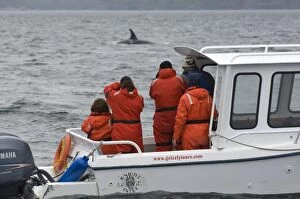 Whale Watching - with Killer Whale / Orca - Johnstone