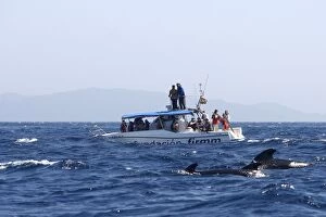 Whale Watching - tourists on boat watching long-finned