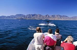 Fluke Gallery: Whale Watching - Tourists on boat watching Blue