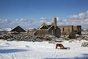 Mines Prints: Wheal Francis - ruined former mine works - with horse in snow - Cornwall - UK