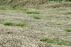 Destruction Prints: Wheat Area showing rain / storm damage followed by growing on ear Bedfordshire UK