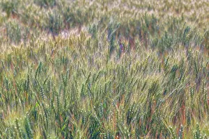 Eastern Prints: Wheat crop close-up, Palouse region of eastern Washington State Date: 13-06-2013