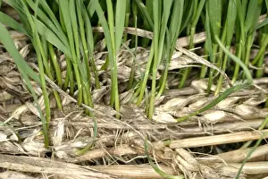 Destruction Prints: Wheat Damaged by rain - Close up of new growing on the ear Bedfordshire UK