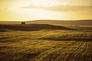Harvesting Gallery: Wheat Field raining at sunset