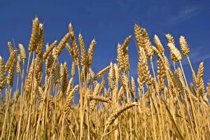 Wheat field - ripe ears of wheat against blue sky