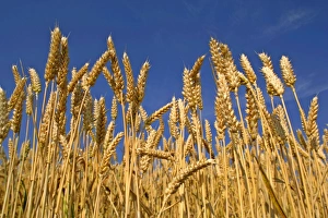 Images Dated 13th July 2006: Wheat field ripe ears of wheat against blue sky Germany