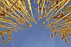 Bread Prints: Wheat field ripe ears of wheat against blue sky Germany