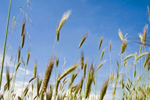 Wheat field, Siena province, Tuscany, Italy
