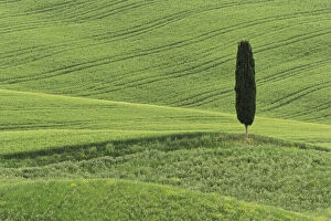 Wheat field and single cypress tree, Tuscany
