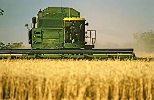 Arable Gallery: Wheat being harvested - combine harvester at work