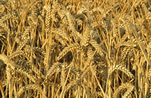 Images Dated 7th March 2007: Wheat UK