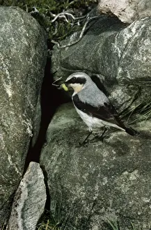 Wheatear Prints: Wheatear