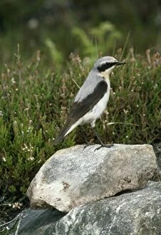 Images Dated 18th March 2011: Wheatear - female