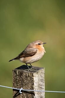 Images Dated 21st May 2007: Wheatear - female