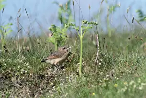 Wheatear Prints: Wheatear - fledgling
