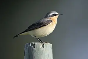 Wheatear Prints: Wheatear - male bird on fence post, Alentejo, Portugal